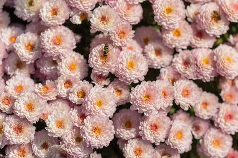 Pink flowers. Solid carpet of lush bright pink and purple flowers, Stock Photos