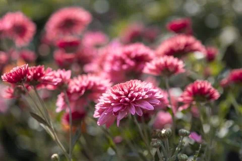 Pink flowers. Solid carpet of lush bright pink and purple flowers, Stock Photos