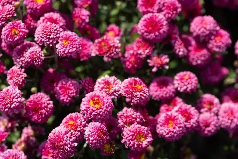 Pink flowers. Solid carpet of lush bright pink and purple flowers, Stock Photos