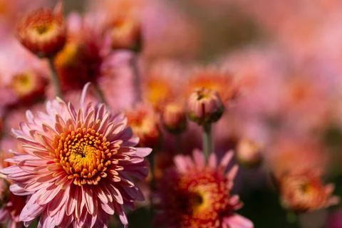 Pink flowers. Solid carpet of lush bright pink and purple flowers, Stock Photos