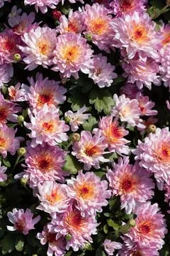 Pink flowers. Solid carpet of lush bright pink and purple flowers, Stock Photos
