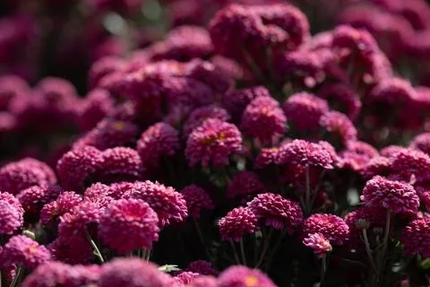 Pink flowers. Solid carpet of lush bright pink and dark scarlet flowers, Stock Photos