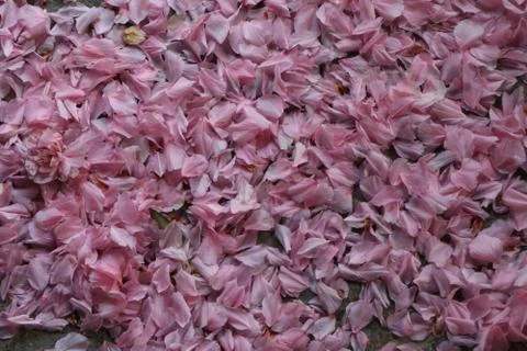 Pink flowers spring background Stock Photos