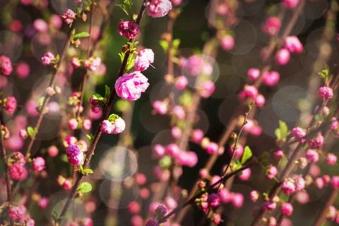 Pink flowers spring background Stock Photos
