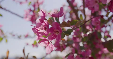 Pink Flowers Spring Bloom Tree Stock Footage 188653775
