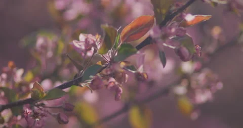 Pink Flowers Spring Bloom Tree Stock Footage 188654455