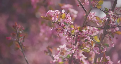 Pink Flowers Spring Bloom Tree Stockbeeldmateriaal 188655026