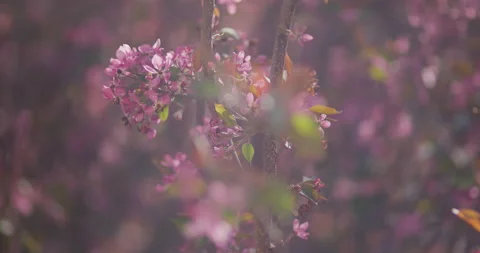 Pink Flowers Spring Bloom Tree Stockbeeldmateriaal 188655577