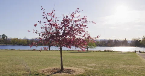 Pink Flowers Spring Bloom Tree Stock Footage 188658714