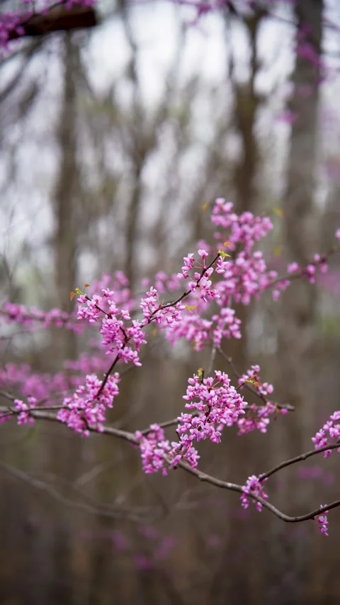 Pink flowers in spring Stock Footage 305404586