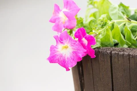 Pink flowers of spring Stock Photos