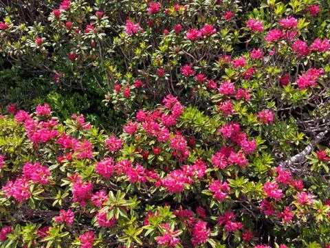Pink flowers in spring Stock Photos