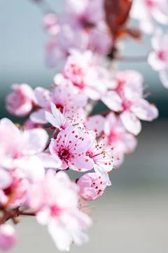 Pink flowers in spring Stock Photos
