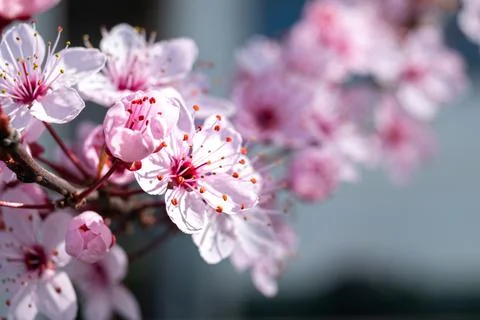 Pink flowers in spring Stock Photos