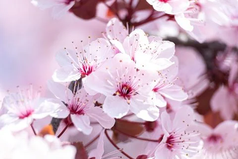Pink flowers in spring Stock Photos