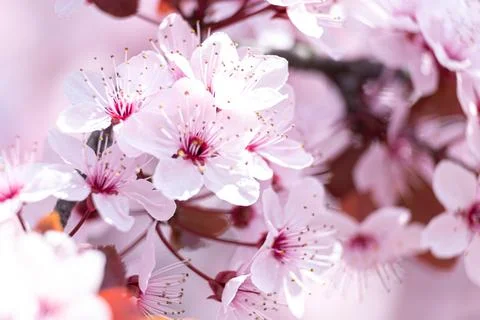 Pink flowers in spring Stock Photos