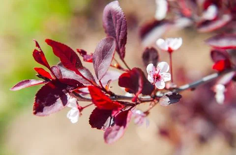 Pink flowers on a spring tree. Cherry blossoms in spring. Selective focus of 스톡 사진