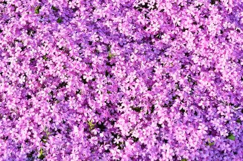 Pink flowers subulate Phlox as an element of landscape design. Background Stock-Fotos