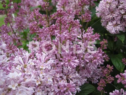 Pink Flowers in Summer Bloom at the Park Stock Photos