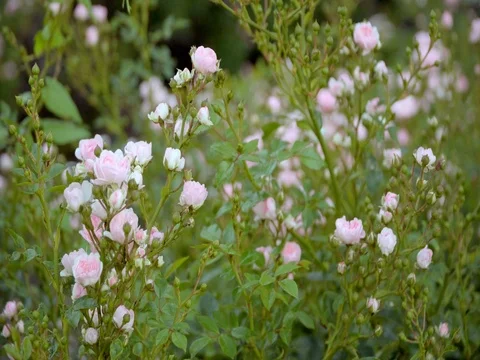 Pink flowers in the sun Stock Footage 76814916
