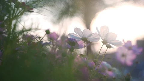 Pink flowers in the sun Video stock 125464553