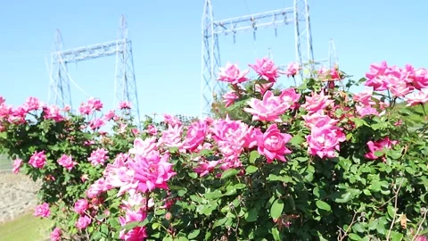 Pink Flowers in the Sun Stock Footage 274573857