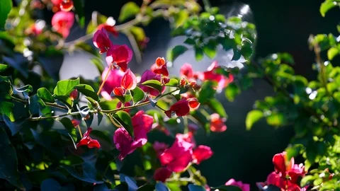 Pink flowers in sunlight 動画素材 109620400