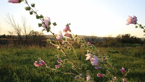 Pink flowers at sunset Stock Footage 114758198