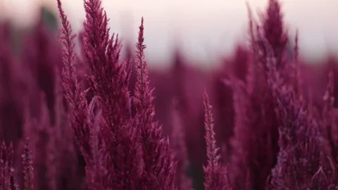 Pink flowers at sunset Stock Footage 171763129