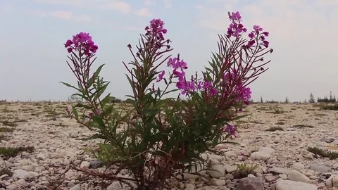 Pink flowers surrounded by rocks Stock Footage 82121413
