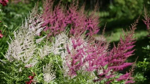 Pink flowers sway in the wind Stock Footage 78913217