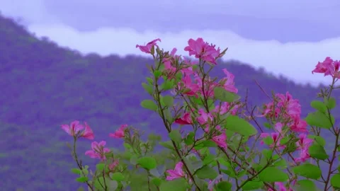 Pink flowers swaying in the wind among the mountains Stock Footage 234046823