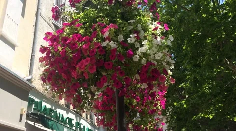 Pink flowers swaying in the wind Vidéo 64752946