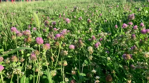 Pink Flowers Swaying in the Wind Stock Footage 247999803