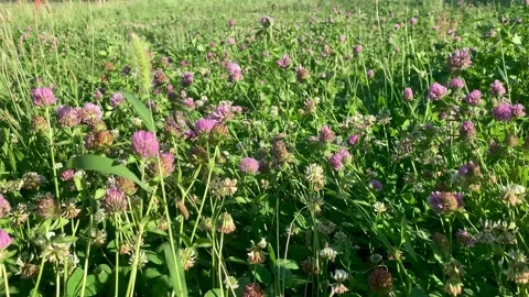Pink Flowers Swaying in the Wind Stock Footage 247999924
