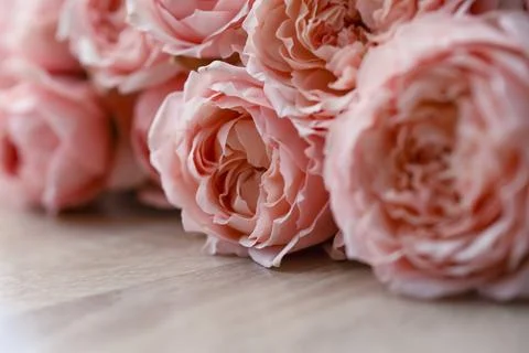 Pink flowers on a table with space for a copy, blooming rosebuds. Stock Photos