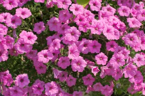 Pink flowers texture 스톡 사진