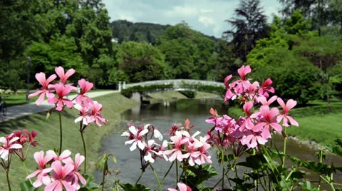 Pink flowers on a tranquil river backround Video stock 39355262