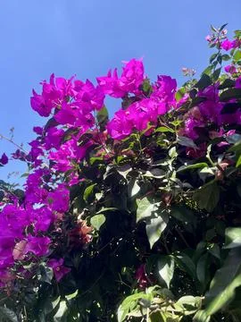 Pink flowers on the tree against blue sky Stock Photos