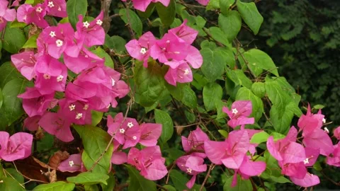Pink flowers on the tree on backyard Stock Footage 155874411