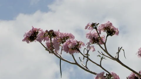 Pink flowers on a tree blowing in the wind with a blue sky and clouds Stock Footage 194545654