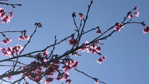 Pink flowers tree with blue sky Video stock 100894816