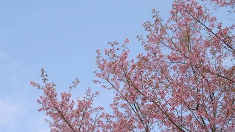 Pink flowers on tree with blue sky Stock Footage 102644097