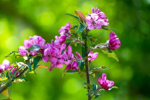 Pink flowers on tree branches, green blurred background Stock Photos
