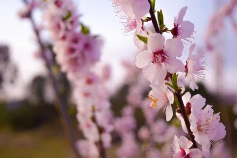 Pink flowers on tree branches. Spring bloom. Stock Photos