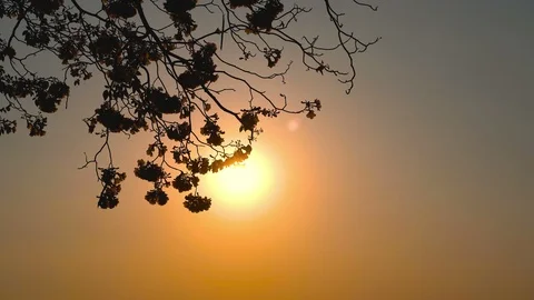 Pink flowers on tree branches (Tabebuia rosea) are blown down to the ground. Stock Footage 103539767
