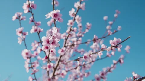 Pink flowers on tree branches under blue sky Stock Footage 275049783
