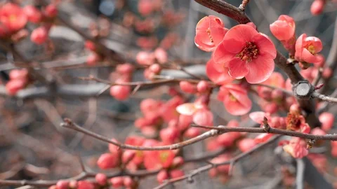 Pink flowers on tree brunch in spring sunny day Stock Footage 107443979