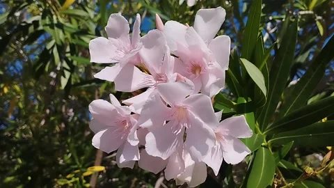 Pink flowers on a tree, close-up. Stock Footage 203734087