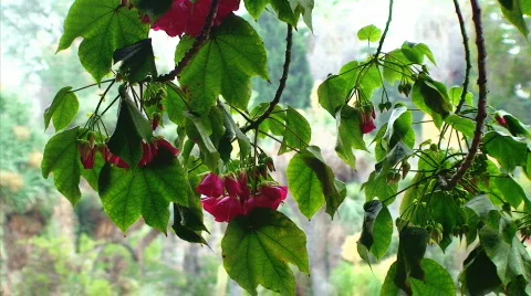 Pink flowers on tree Stock Footage 634898